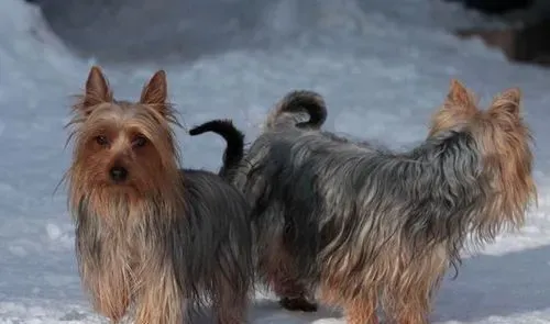 丝毛梗世界犬种排第几 耐热程度可以排第一 | 丝毛梗