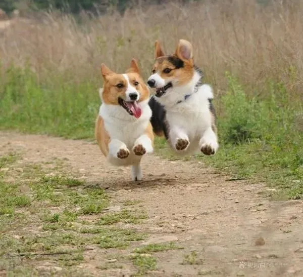 柯基犬|炎热的夏季 中暑的柯基犬应该怎样治疗