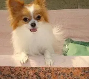 蝴蝶犬|蝴蝶犬最近一个月四肢无力是缺钙吗