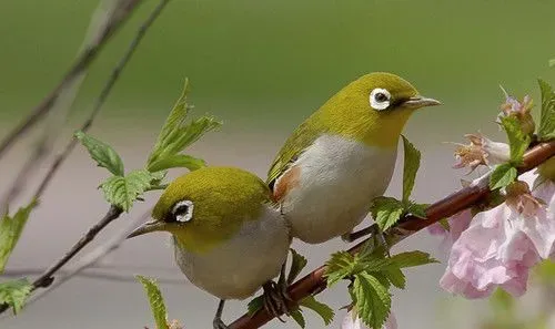 绣眼鸟的饲养方法 绣眼鸟串笼放飞驯练 | 绣眼鸟