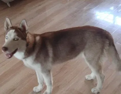 狗怕什么人 犯错时害怕被主人训斥 | 狗