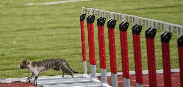 有趣！猫咪也来光顾印尼亚运 可爱身影让人忍俊不禁 | 猫