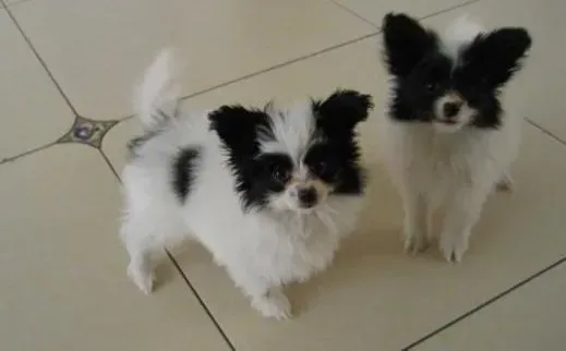 蝴蝶犬|蝴蝶犬生病了应该怎么办，注意些什么事情