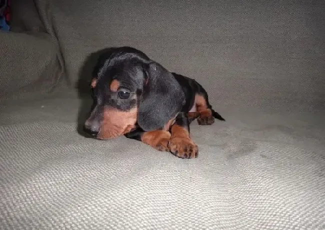 腊肠犬|刚买回来的腊肠犬拉稀，不吃饭不知道是怎么了