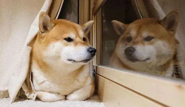 柴犬不能养的理由 柴犬的缺点有哪些 | 柴犬