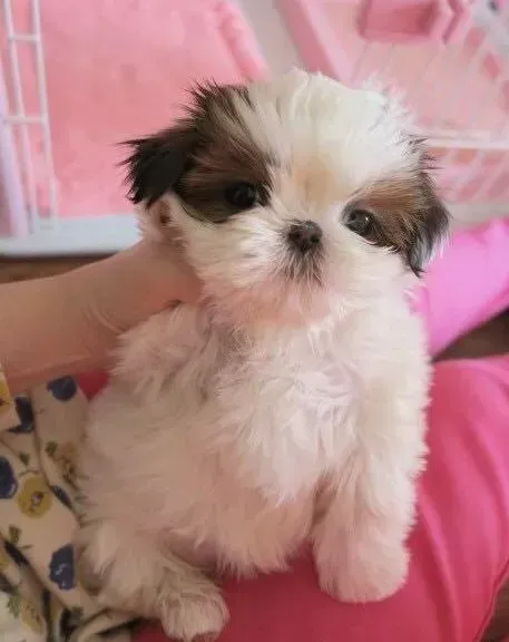 西施犬|怎样让西施犬迅速与陌生人打成一片