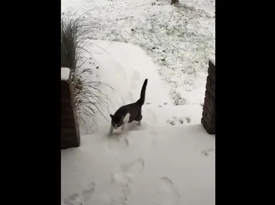 猫咪想要出去玩 踏上雪地吓得不到三秒回家 | 猫