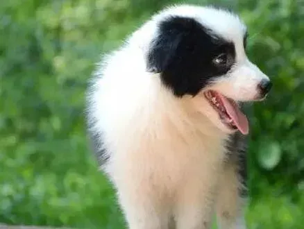 边境牧羊犬|边境牧羊犬便便拉血怎么回事