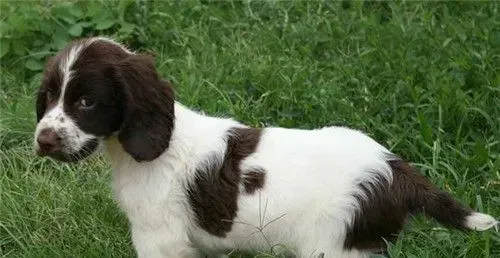 史宾格犬吃什么 可以少量的吃点儿香蕉补充VC | 史宾格犬