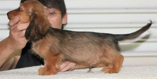 腊肠犬|哪些食物会对腊肠犬构成威胁