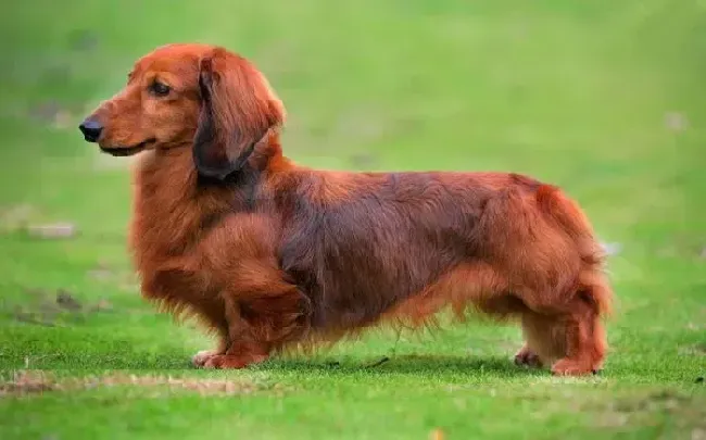 腊肠犬|腊肠犬洗完澡后拉稀是不是着凉了