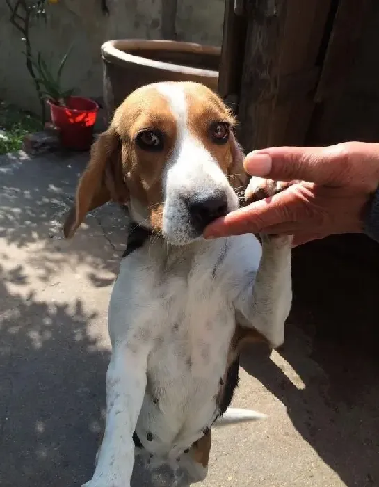 比格犬|怎样才能让比格犬摆脱“小胖子”称号