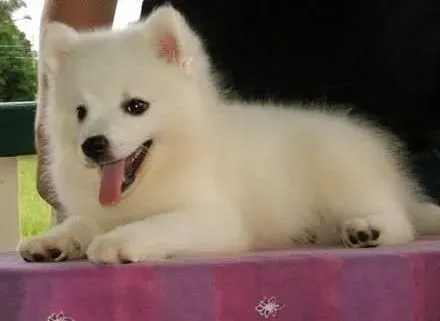银狐犬|为什么要给银狐犬做牙齿的定期护理
