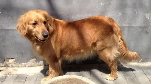 金毛|金毛犬中暑怎么办 治疗金毛寻回犬中暑的方法