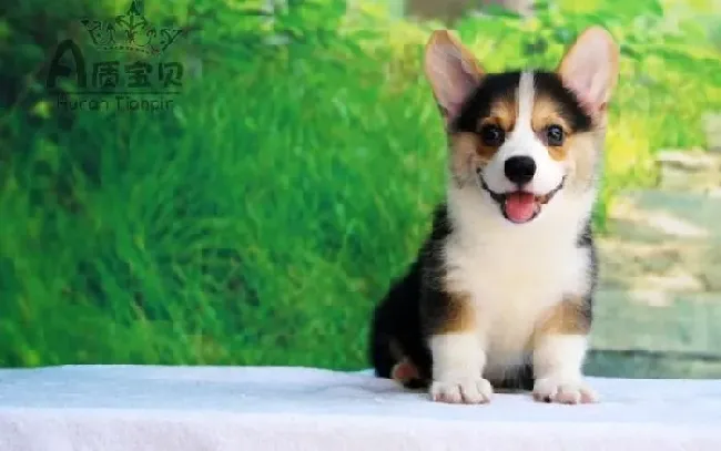 柯基犬|如何解决柯基犬的突发危险