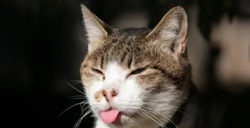 猫咪什么时候做绝育 猫咪绝育的风险来自哪里 | 绝育
