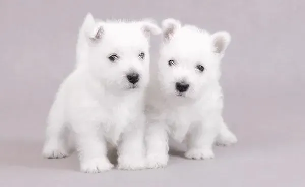 西高地|给西高地犬吃糖的坏处有哪些