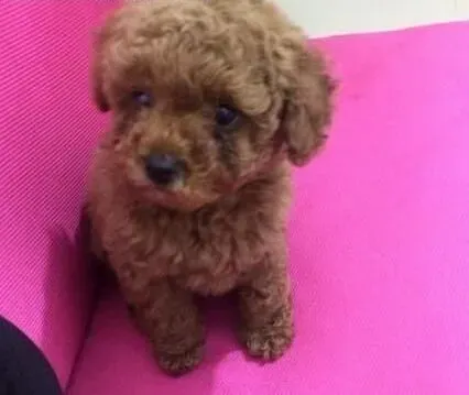贵宾犬|贵宾犬的腿部毛发在修剪的时候要注意哪些事项