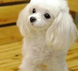 贵宾犬|不想贵宾犬膀胱炎 多喝水就对了