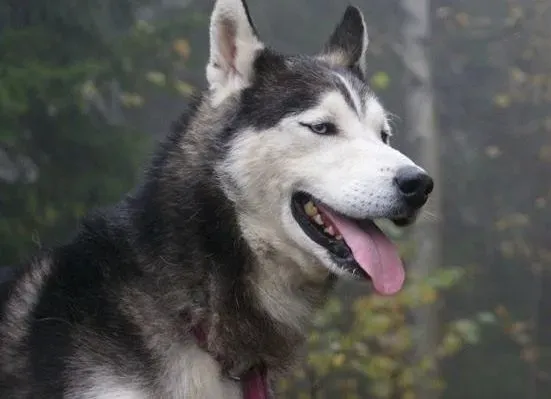 哈士奇|哈士奇雪橇犬讨厌的声音，别让它们影响狗狗心情