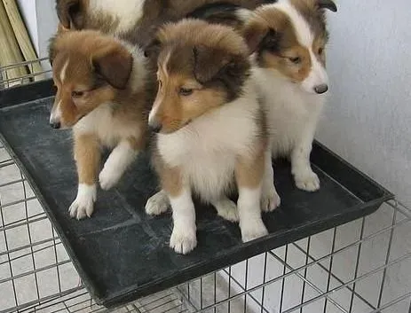 喜乐蒂|如何正确的给喜乐蒂犬进行梳毛
