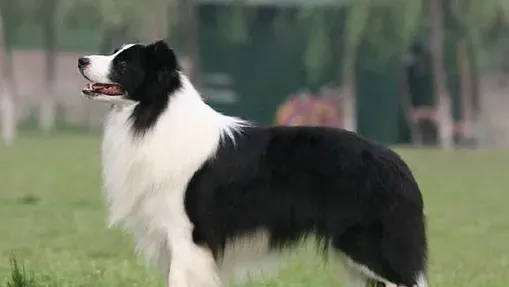 如何训练边境牧羊犬 边境牧羊犬很聪明 | 边境牧羊犬