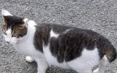 日本短尾猫的性格 该猫生性聪明 | 日本短尾猫