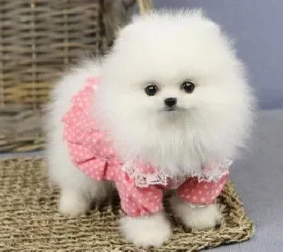 博美犬|怎样训练宠物博美犬 求大家支招