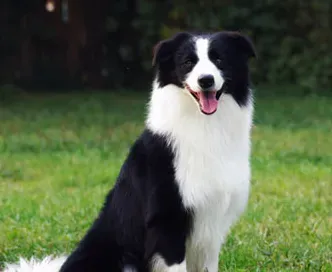 边境牧羊犬智商相当于人类的几岁 边境牧羊犬的智商 | 边境牧羊犬