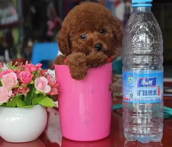 茶杯犬|茶杯犬身上有皮屑不知道是什么皮肤病如何治疗