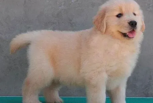 金毛|金毛犬耳朵起了很多的皮屑怎么办 吃什么狗粮好点