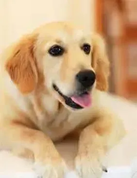 金毛|馋嘴有害健康 金毛犬不可以贪吃的东西有哪些