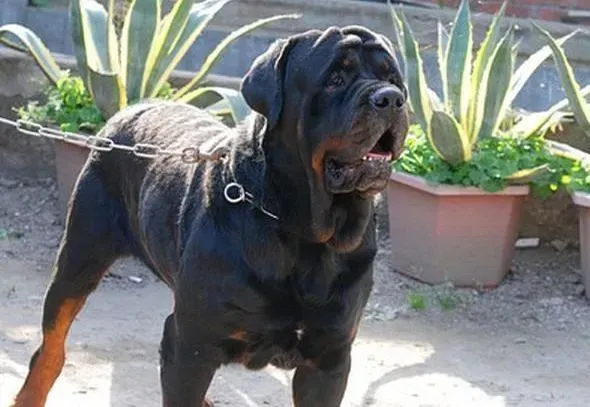 罗威纳犬|医护大百科之罗威纳犬注射疫苗的具体详情