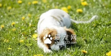 狗会撑死吗 胃扭转的症状和治疗方法 | 狗