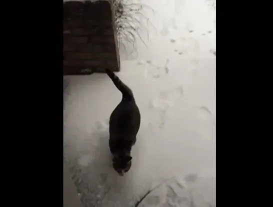 猫咪想要出去玩 踏上雪地吓得不到三秒回家