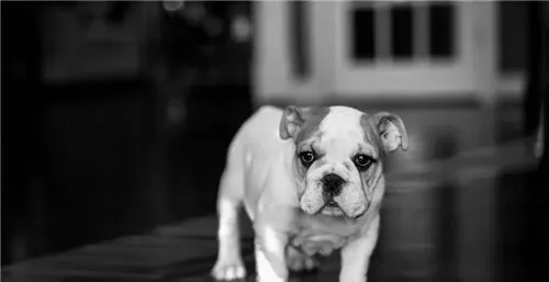 英国斗牛犬打架不 对人类友善的一种狗 | 英国斗牛犬