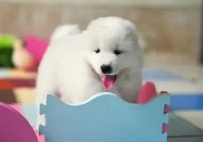 萨摩耶|犬瘟治疗期间的萨摩耶眼睛出现血色是怎么了呢