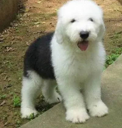 古代牧羊犬|如何诊断出古代牧羊犬已经换上犬瘟热疾病