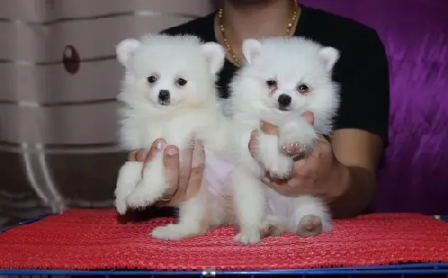 银狐犬|老去的银狐犬在饲养上有特殊方法