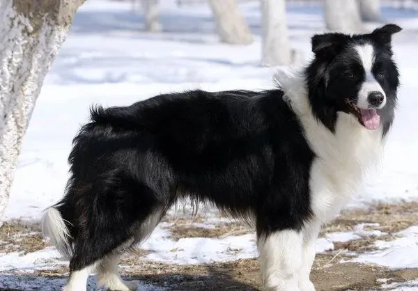 边境牧羊犬吃什么狗粮好？ 搭配好营养又健康 | 边境牧羊犬