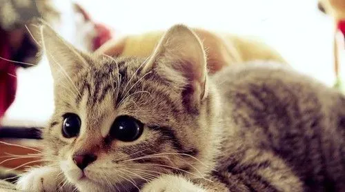 both猫粮怎么样 牛磺酸成分是必需的 | 猫