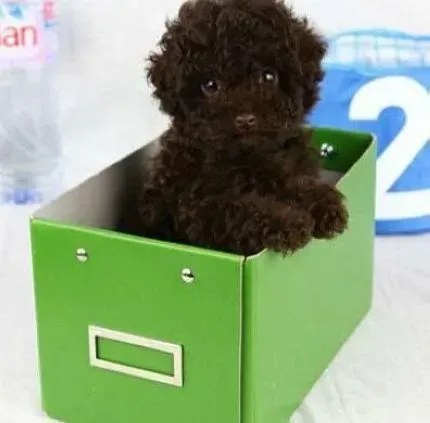 贵宾犬|正确的训犬员比正确的训练方法对贵宾犬更加重要