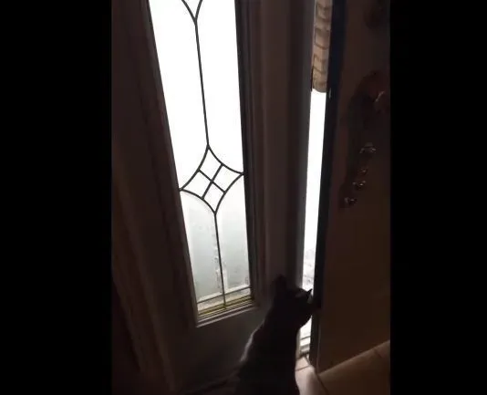 猫咪想要出去玩 踏上雪地吓得不到三秒回家 | 猫