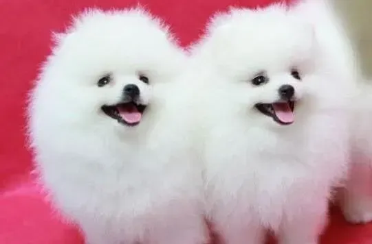 博美犬|博美犬拉稀。呕吐有点发烧 求大家想办法医治
