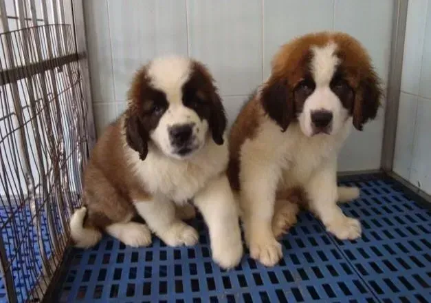 圣伯纳犬|圣伯纳犬犬窝咳，求有效的治疗方法