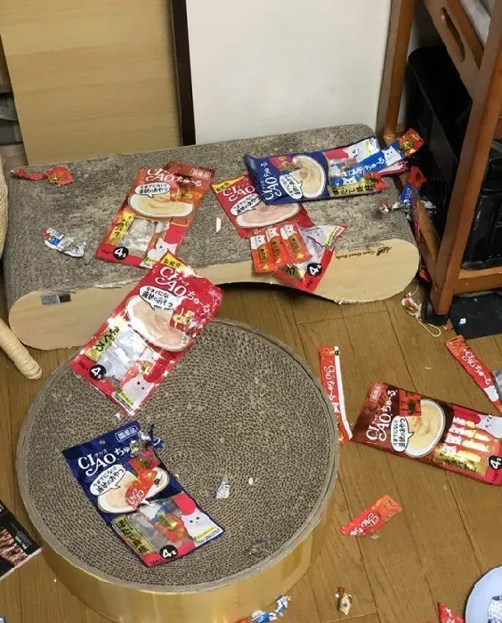主人外出过夜后回家！发现猫咪竟会自己开肉泥趴 | 猫