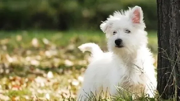 西高地|梗犬皮肤瘙痒的原因 西高地梗犬瘙痒解决办法