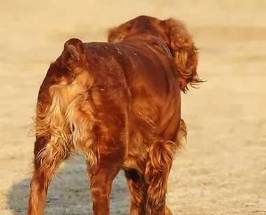 田野猎犬怎么训练 不能超出范围要求该犬 | 田野猎犬