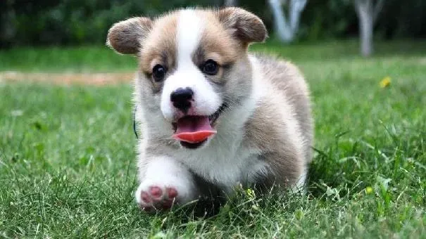 柯基犬|柯基犬视力下降，要警惕糖尿病