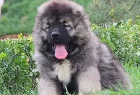 高加索犬|高加索犬外出期间突然没精神是怎么了